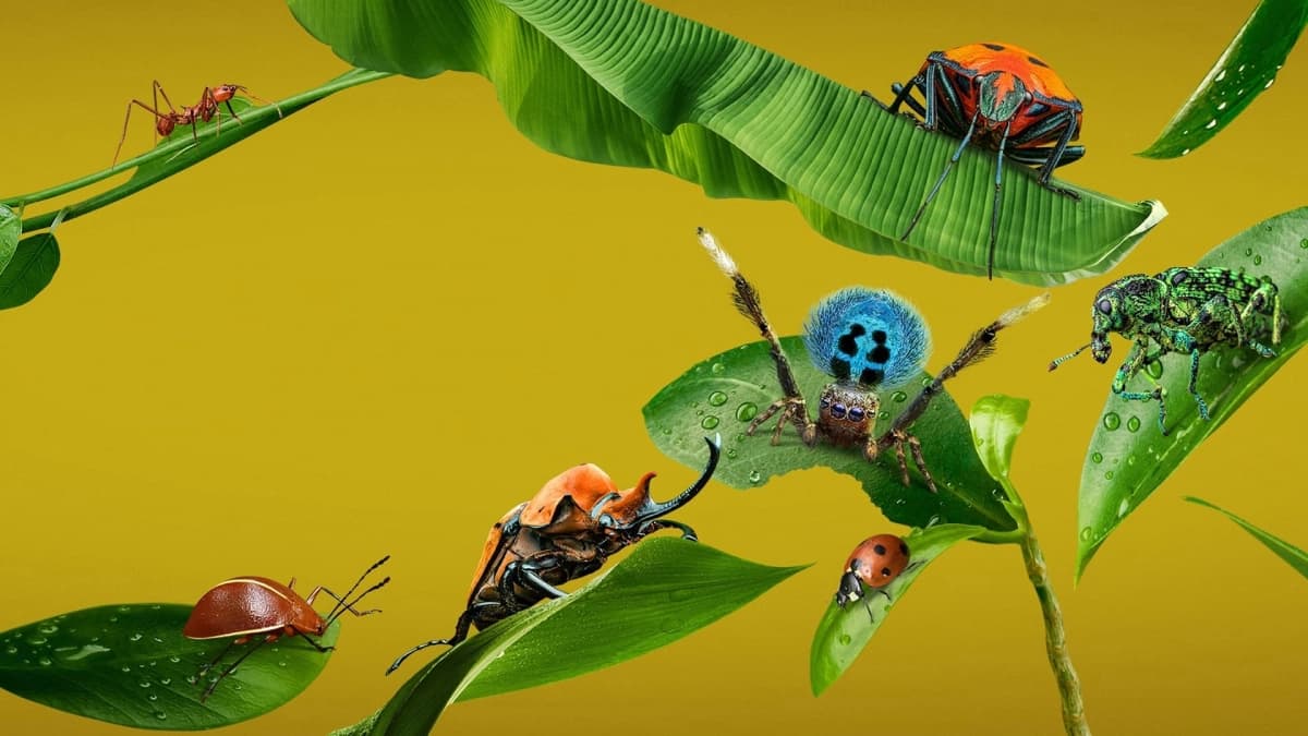 A Real Bug's Life (A Real Bug's Life)
