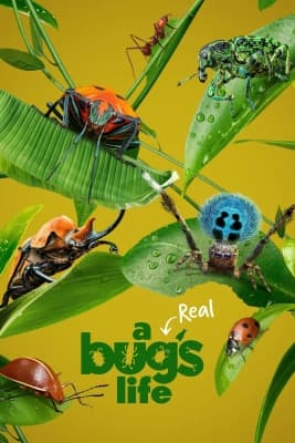 Poster phim A Real Bug's Life