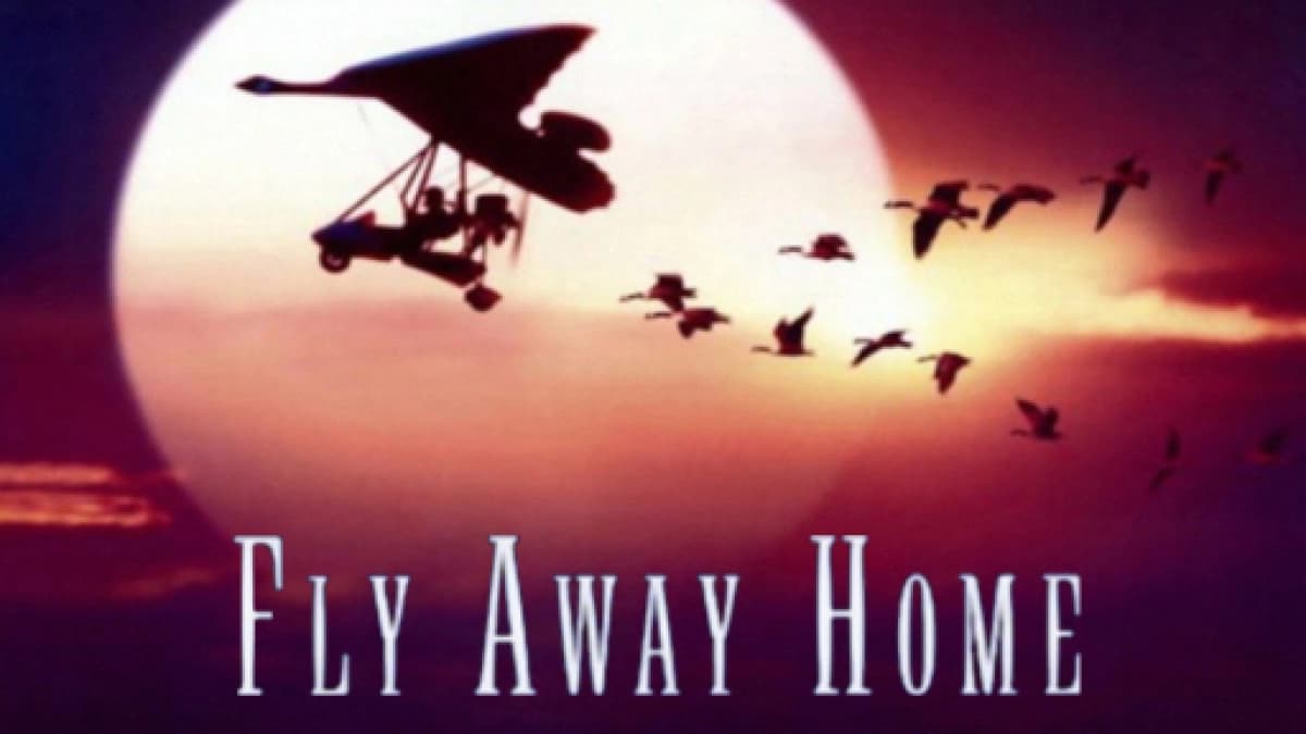 CHẮP CÁNH BAY XA (Fly Away Home)