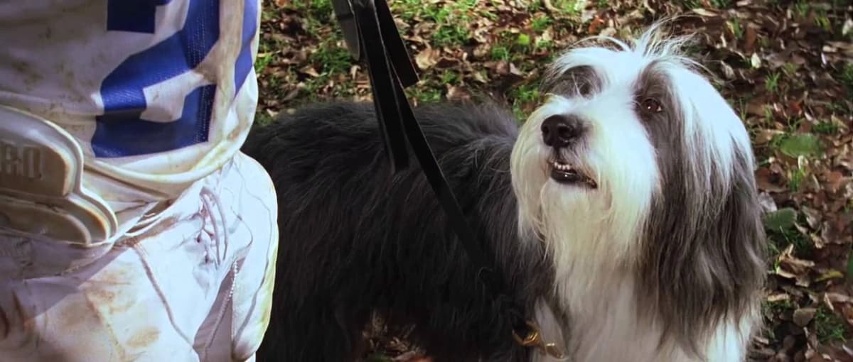 Điệp Vụ Chó Xù (The Shaggy Dog)