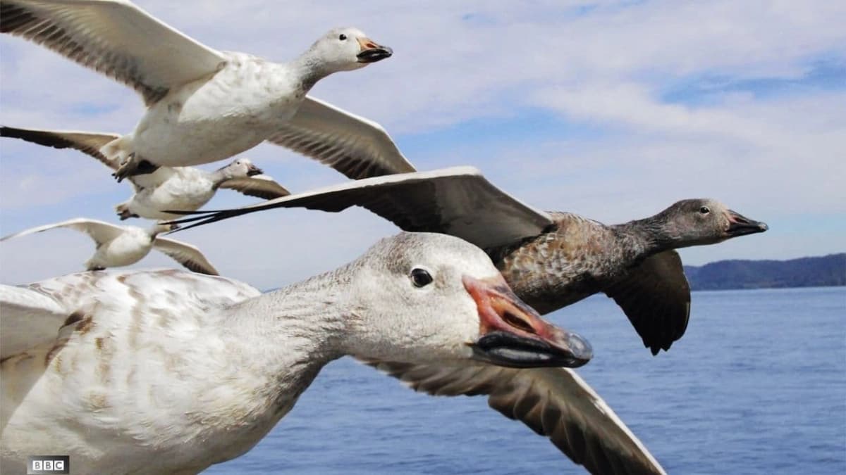 Earthflight (Earthflight)