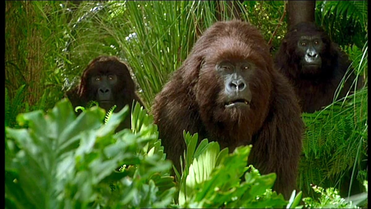 Kho Báu Công Gô (Congo)
