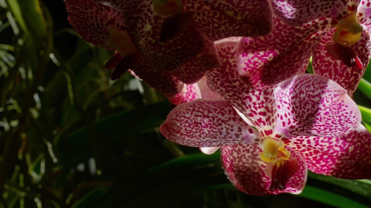 Kingdom of Plants (Kingdom of Plants)