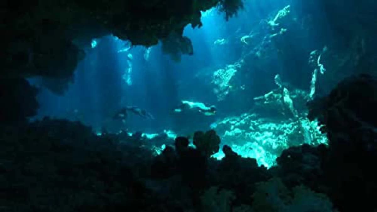 Nạn Săn Cá Heo (The Cove)