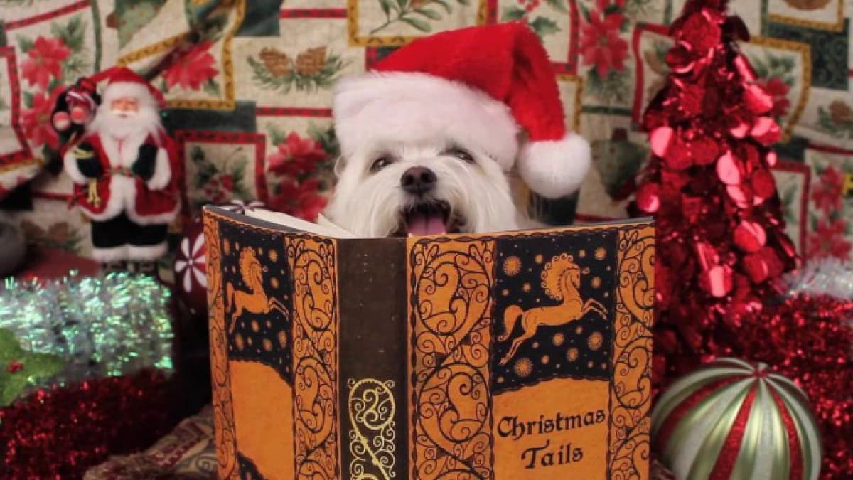Người Tuyết Kỳ Thú (Snowball's Christmas Tales By The Fire)