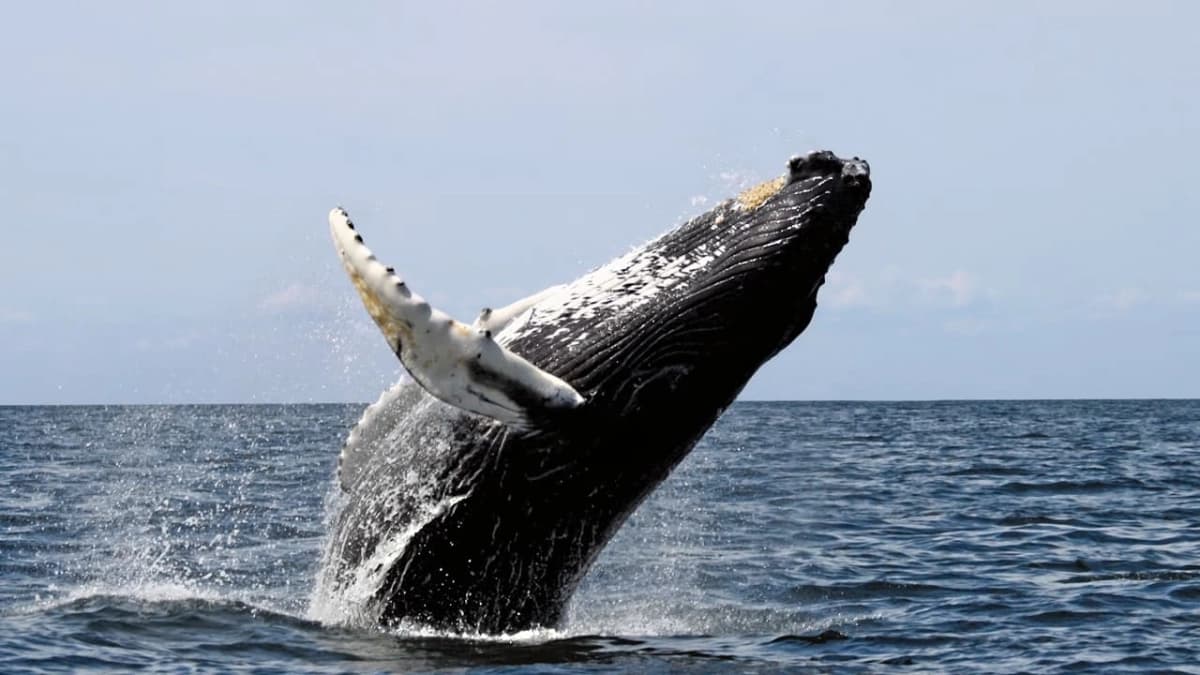 Ocean Giants (Ocean Giants)