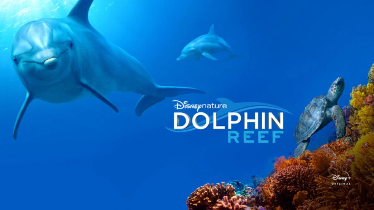 Rạn San Hô Cá Heo (Dolphin Reef)