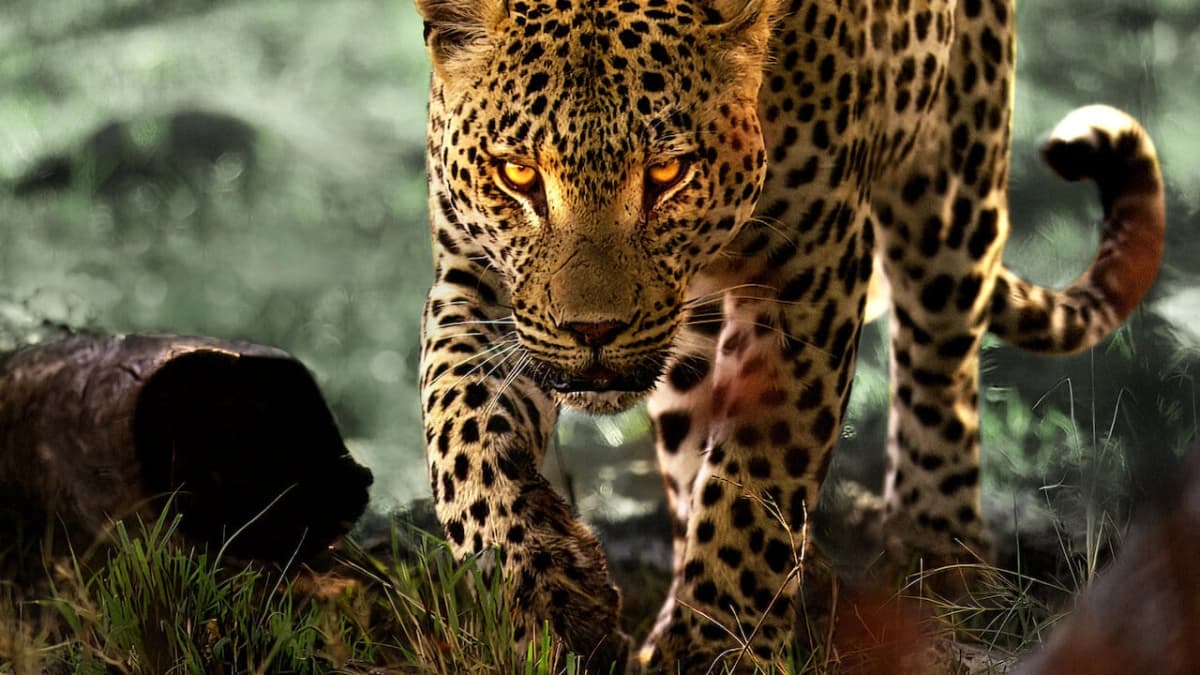 Sống cùng báo hoa (Living with Leopards)