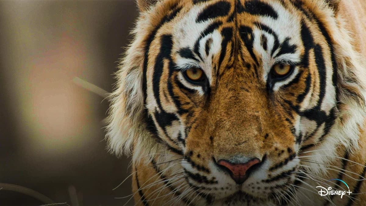 Tiger (Tiger)