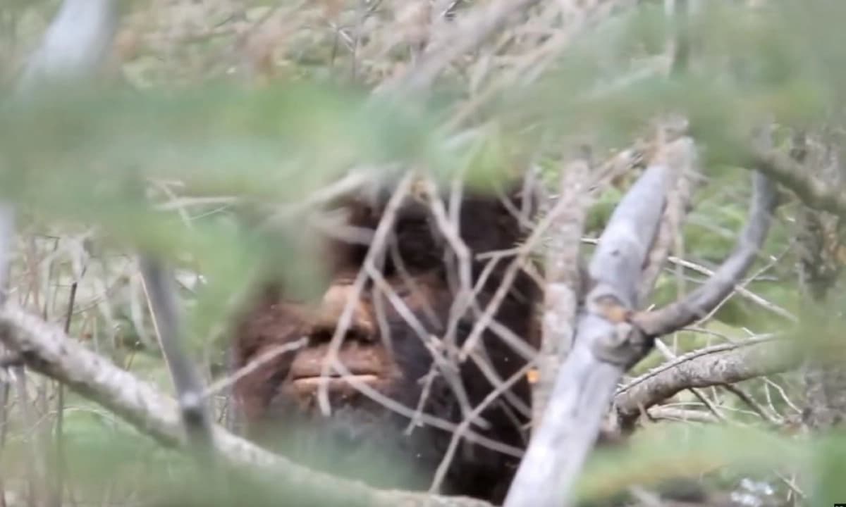 Truy Tìm Bigfoot (Discovering Bigfoot)