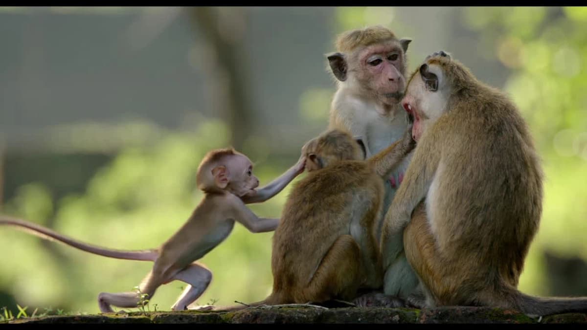 Vương Quốc Loài Khỉ (Monkey Kingdom)